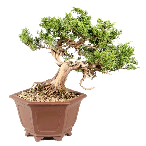 Shimpaku Juniper back view 