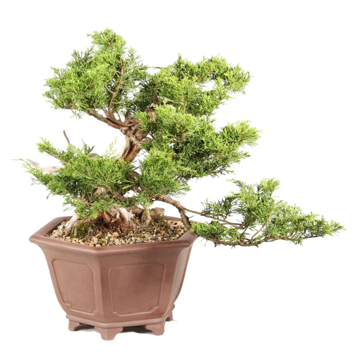 Shimpaku Juniper left side view 