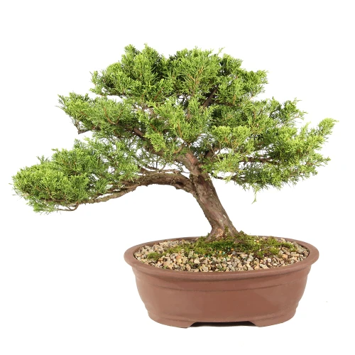 Shimpaku Juniper in a bonsai container