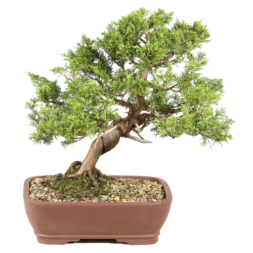 Shimpaku Juniper in a bonsai container  