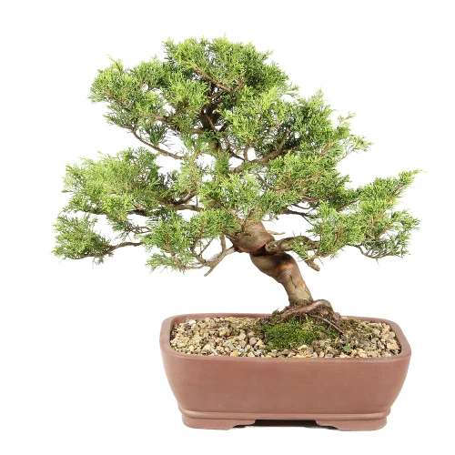Shimpaku Juniper back view