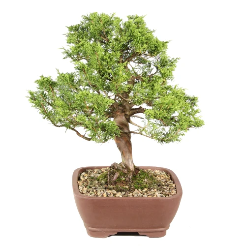 Shimpaku Juniper left side view