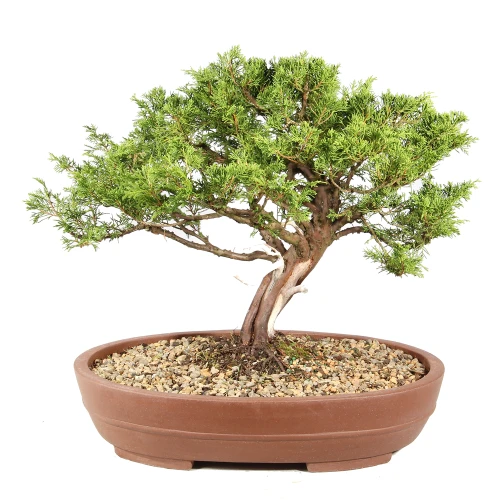 Shimpaku Juniper in a bonsai container