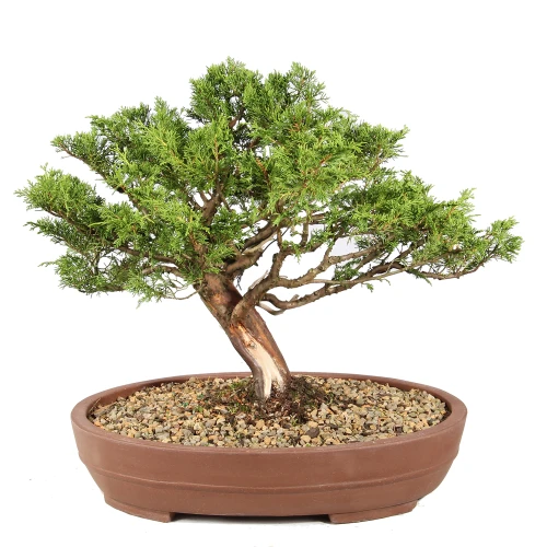 Shimpaku Juniper back view 