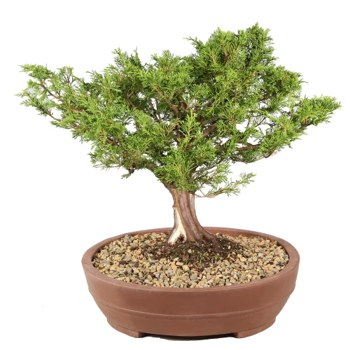 Shimpaku Juniper left side view