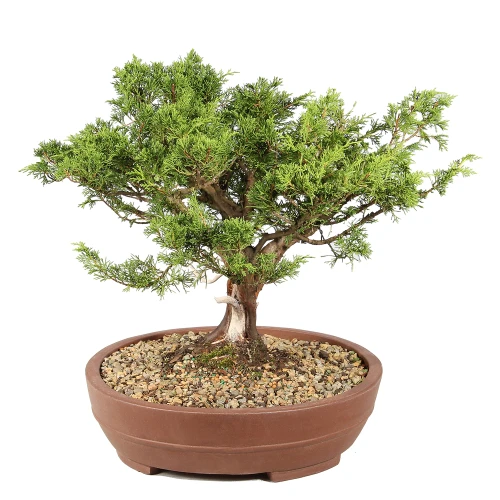 Shimpaku Juniper right side view 