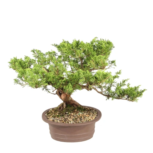 Shimpaku Juniper left side view 