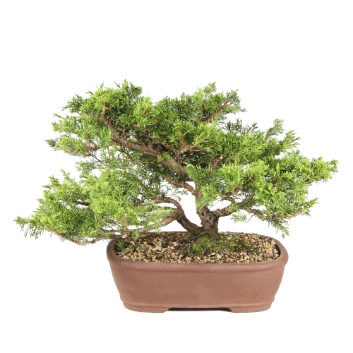 Shimpaku Juniper in a bonsai container
