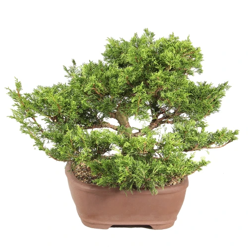 Shimpaku Juniper left side view