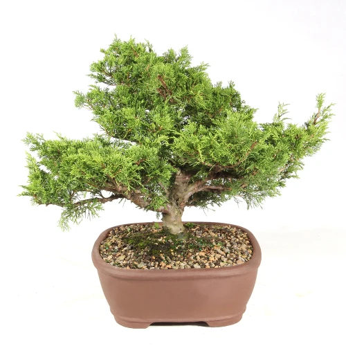 Shimpaku Juniper right side view