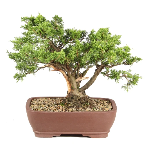 Shimpaku Juniper in a bonsai container