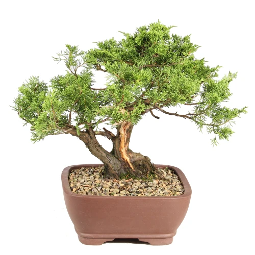 Shimpaku Juniper left side view 