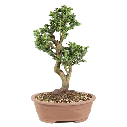 Dwarf Hinoki Cypress back view 