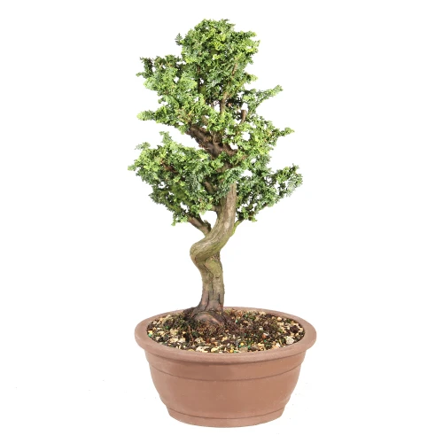 Dwarf Hinoki Cypress right side view 