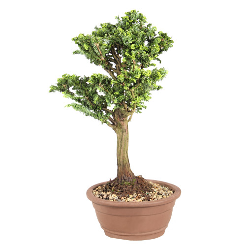 Dwarf Hinoki Cypress left side view
