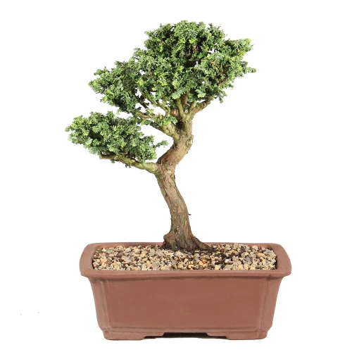 Dwarf Hinoki Cypress in a bonsai container 
