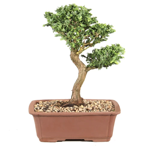 Dwarf Hinoki Cypress back view 