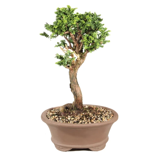 Dwarf Hinoki Cypress right side view 