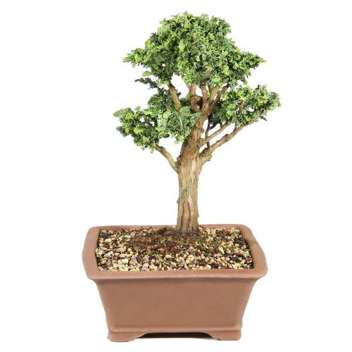 Dwarf Hinoki Cypress left side view 