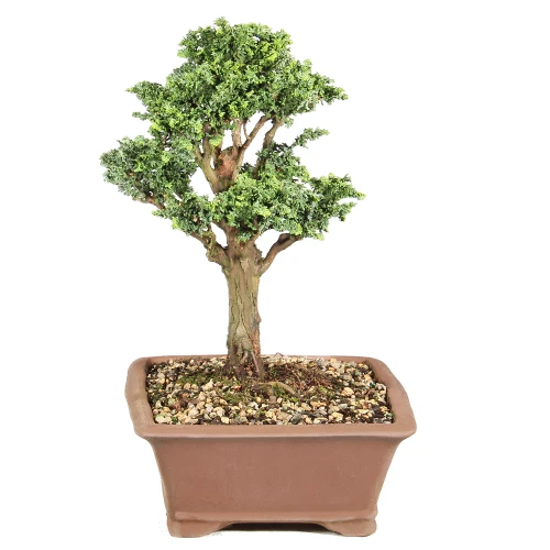 Dwarf Hinoki Cypress right side view 