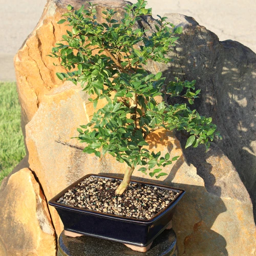 Jaboticaba in an outdoor setting
