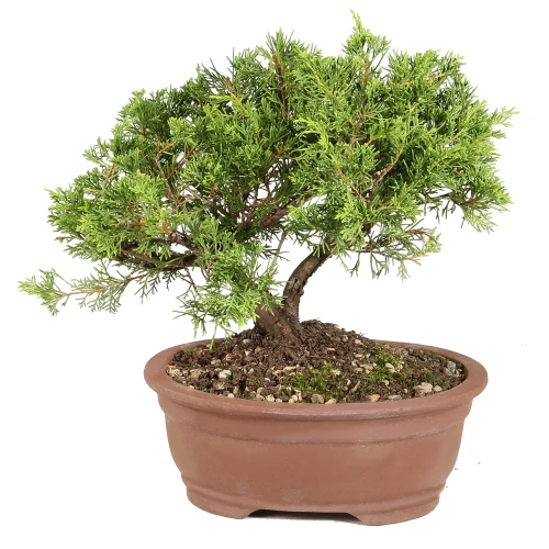 Shimpaku Juniper in a bonsai container