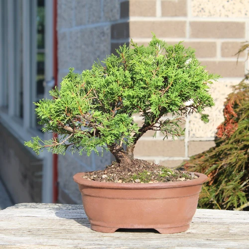 Shimpaku Juniper bonsai tree 