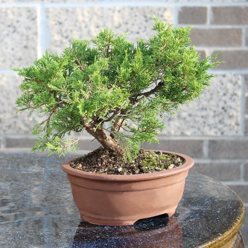 Shimapaku Juniper on a table setting