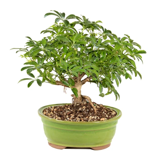 Hawaiian Umbrella in a bonsai container 
