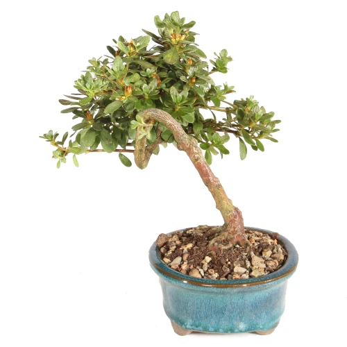 Azalea left side view 