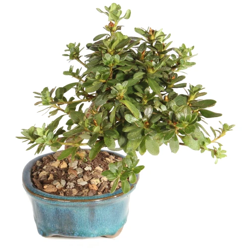 Azalea right side view 