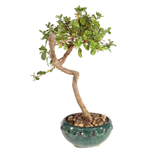Azalea left side view 