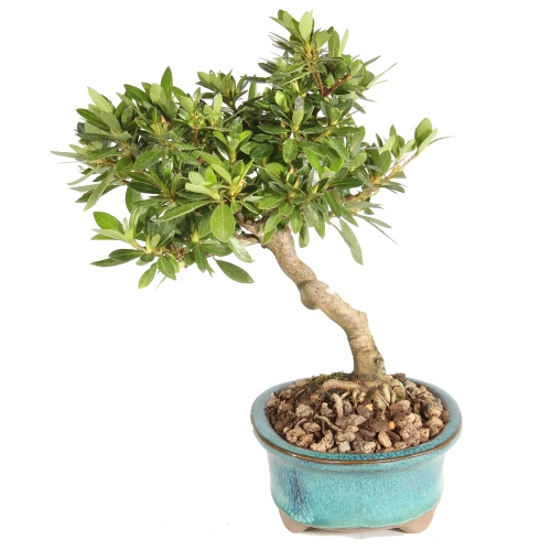 Azalea left side view 