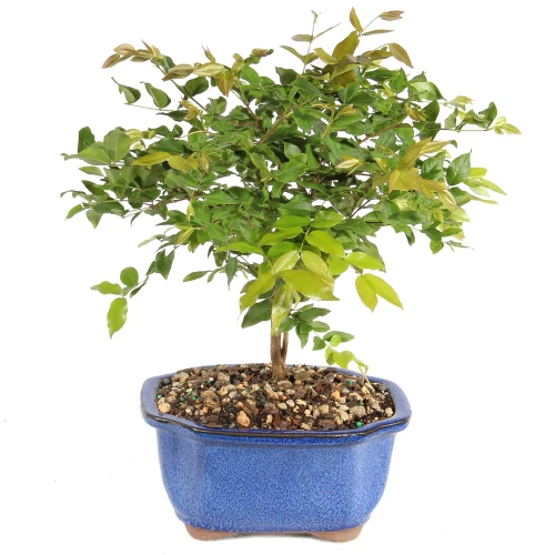 Jaboticaba back view 