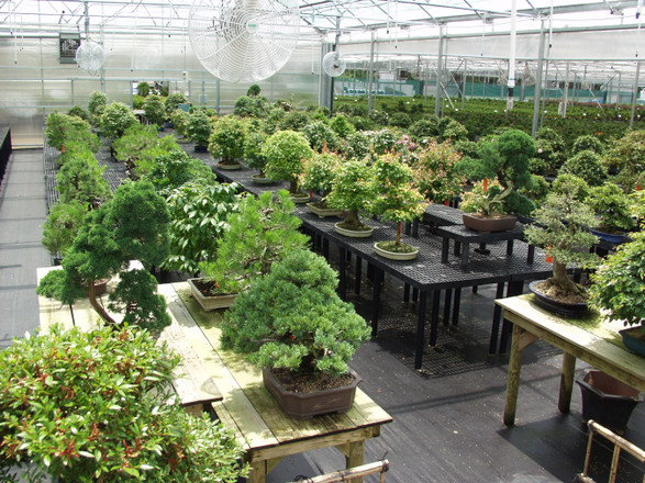 Importing Bonsai Trees from Asia to the United States - Brussel's Bonsai