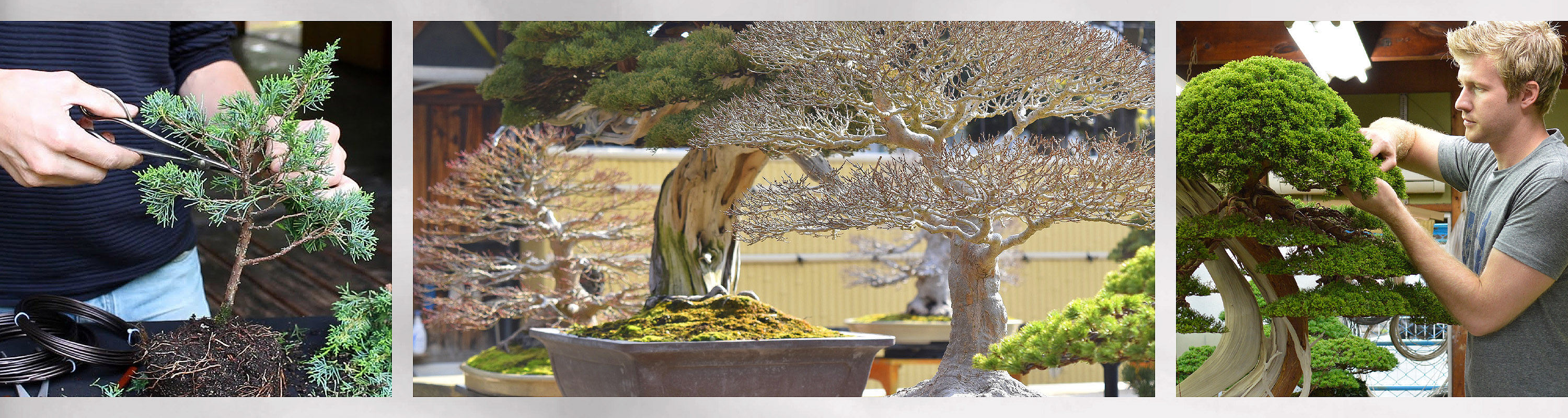 Want to buy bonsai? Bonsai trees from our own nursery