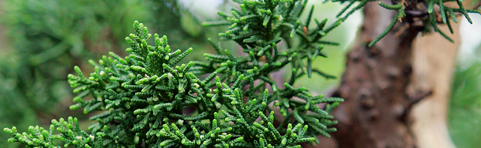 Juniper Specimens