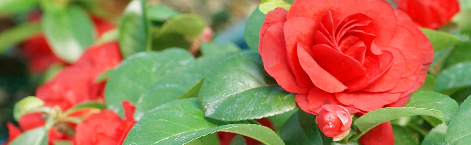 Flowering Outdoor Bonsai