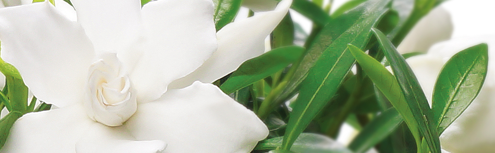 Gardenia Bonsai