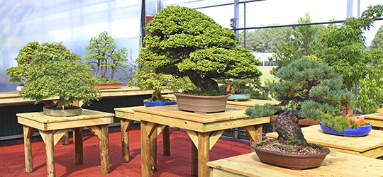 Bonsai trees on display at Brussel's Bonsai Nursery