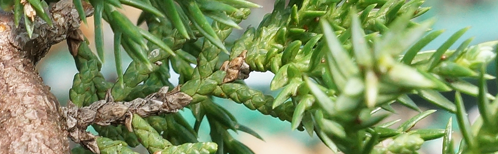 Green Mound Juniper in Water Pot - DT0118GMJWP