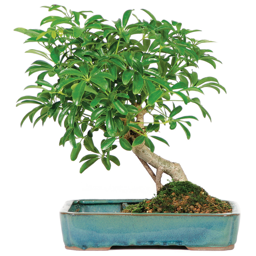 Hawaiian Umbrella (Schefflera Arboricola) Indoor Bonsai