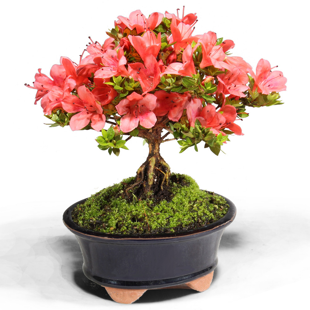 satsuki-azalea-kazan-small-in-