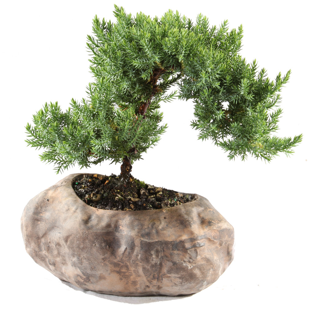 Green Mound Juniper (Nana) Outdoor Bonsai in Rcck Pot - Brussel's