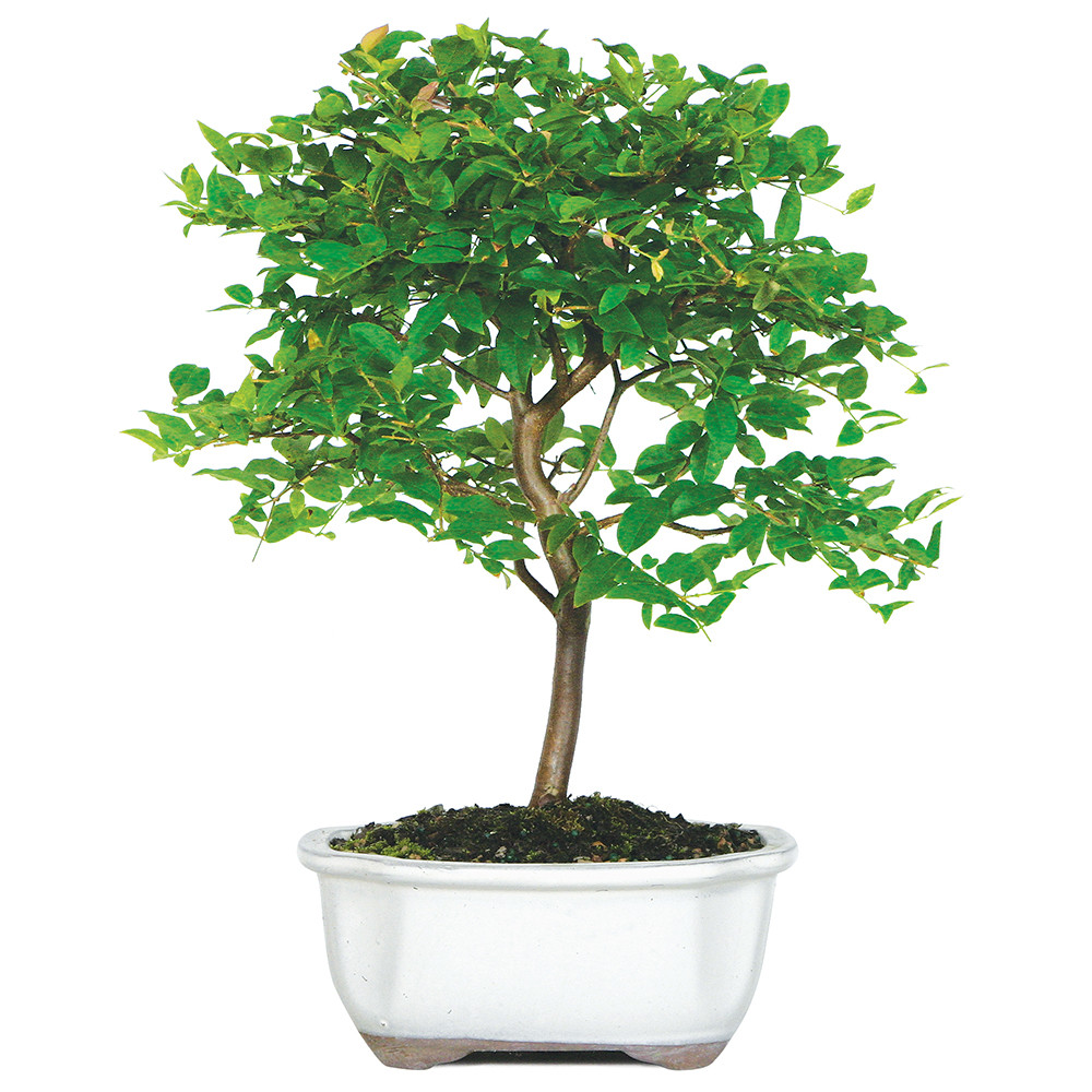 Jaboticaba (Myriciaria Cauliflora) Indoor Bonsai 8-10