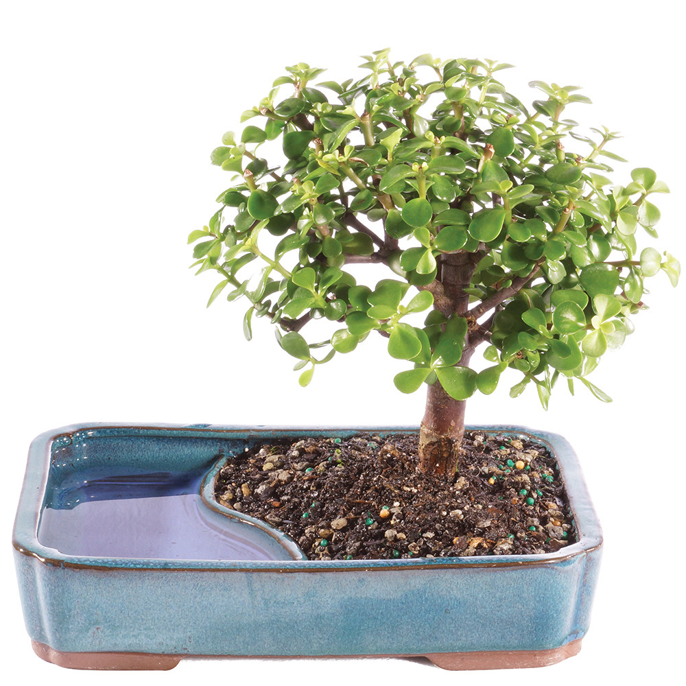 Dwarf Jade (Portulacaria Afra) Indoor Bonsai in Water Pot