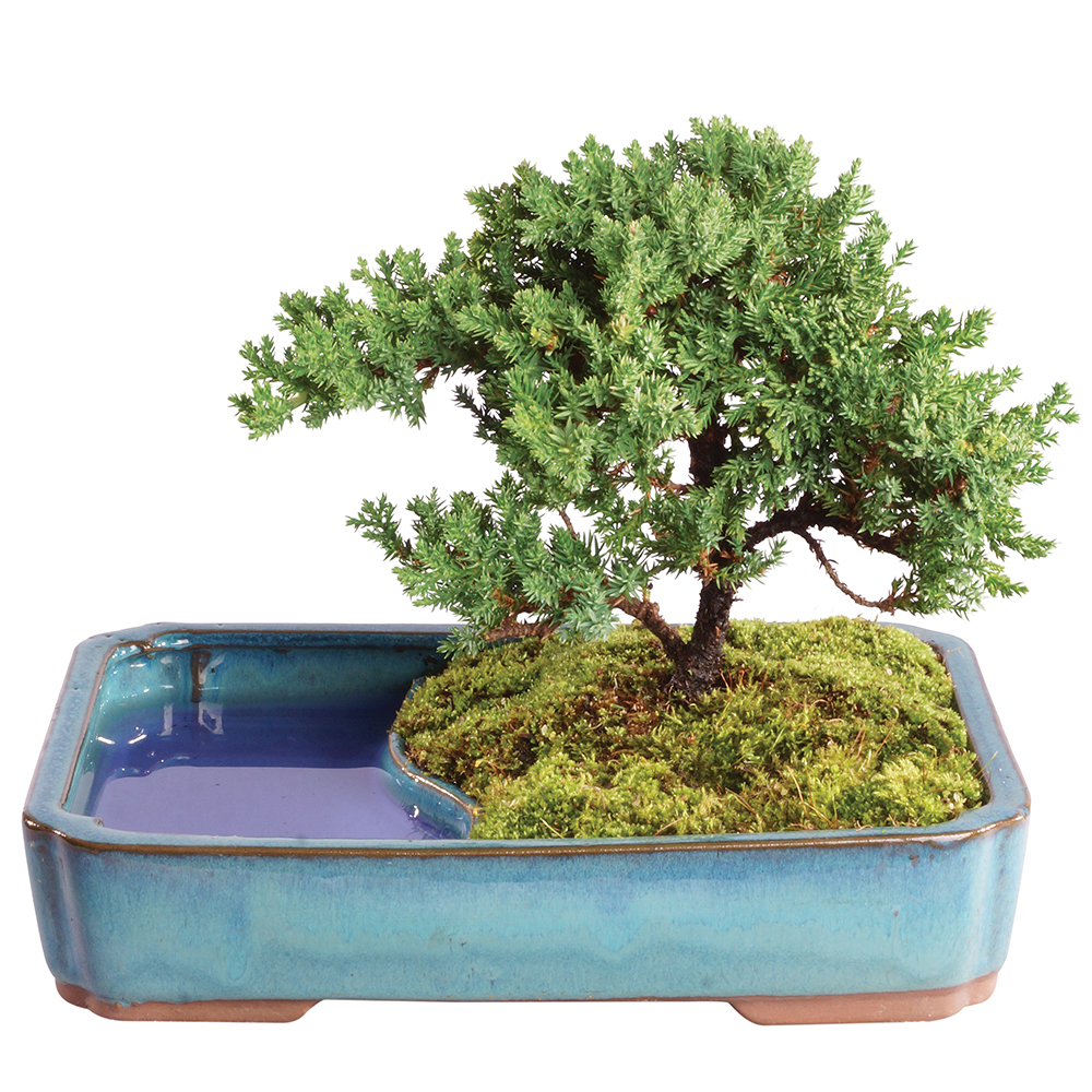Green Mound Juniper (Procumbens Nana) Outdoor Bonsai 8-10