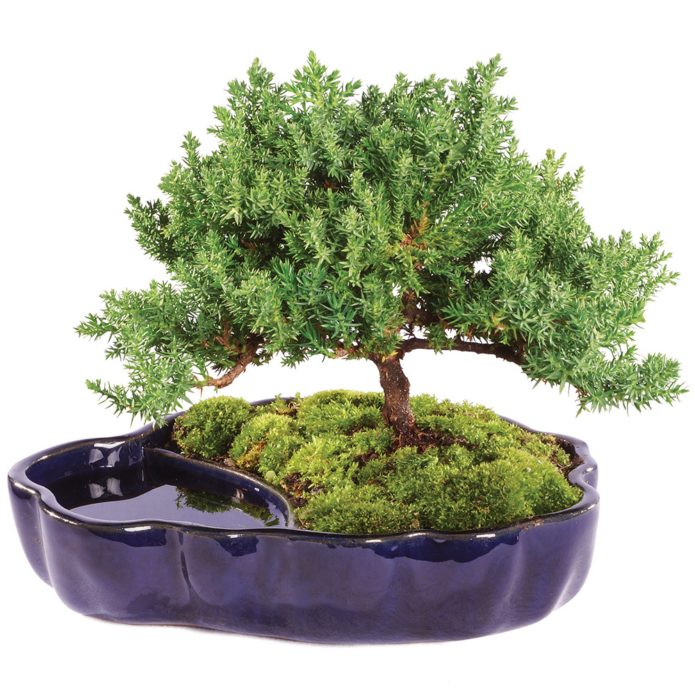 Green Mound Juniper (Nana) Outdoor Bonsai Zen Reflections
