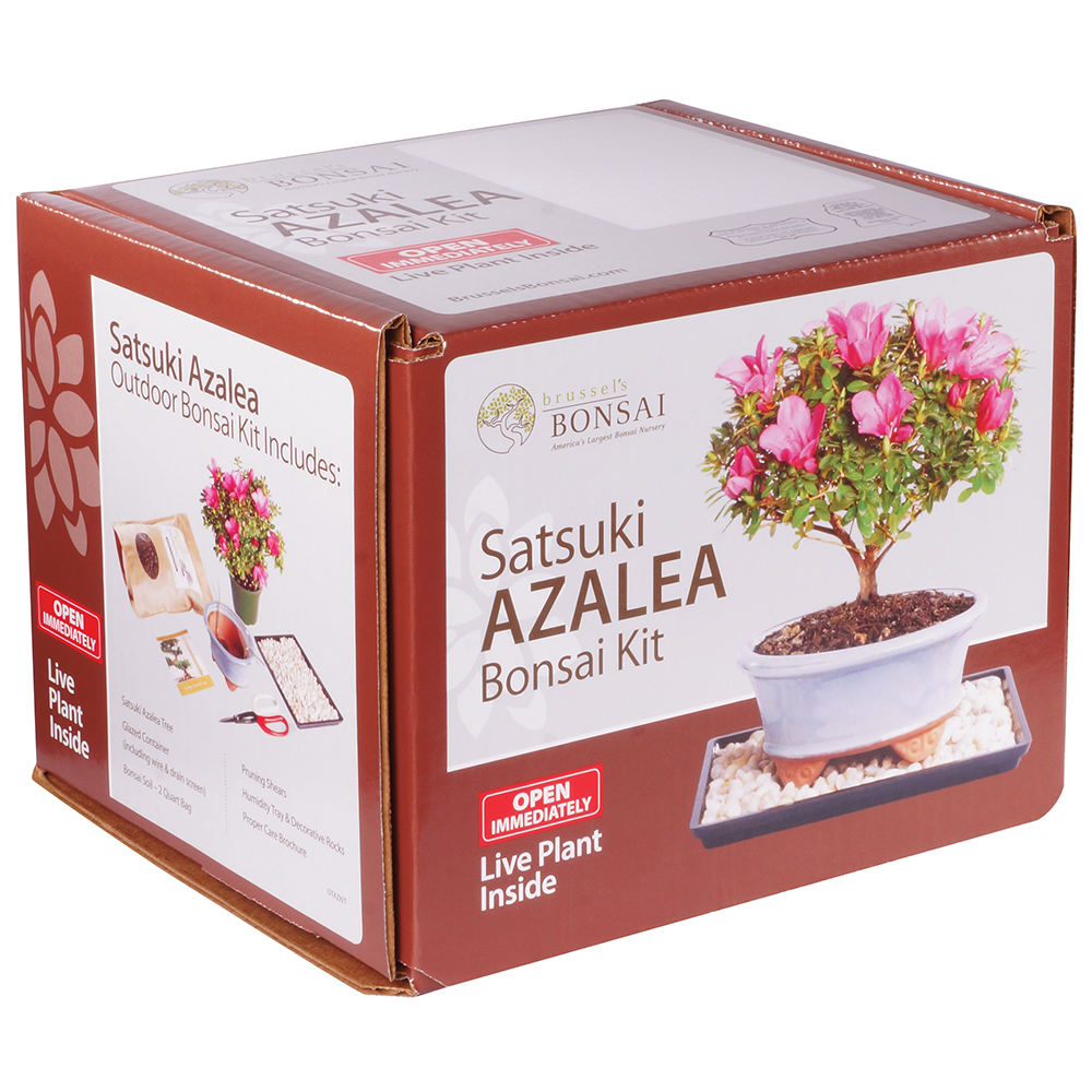 Satsuki Azalea (Rhododendron Indicum) Outdoor Bonsai. - Brussel's