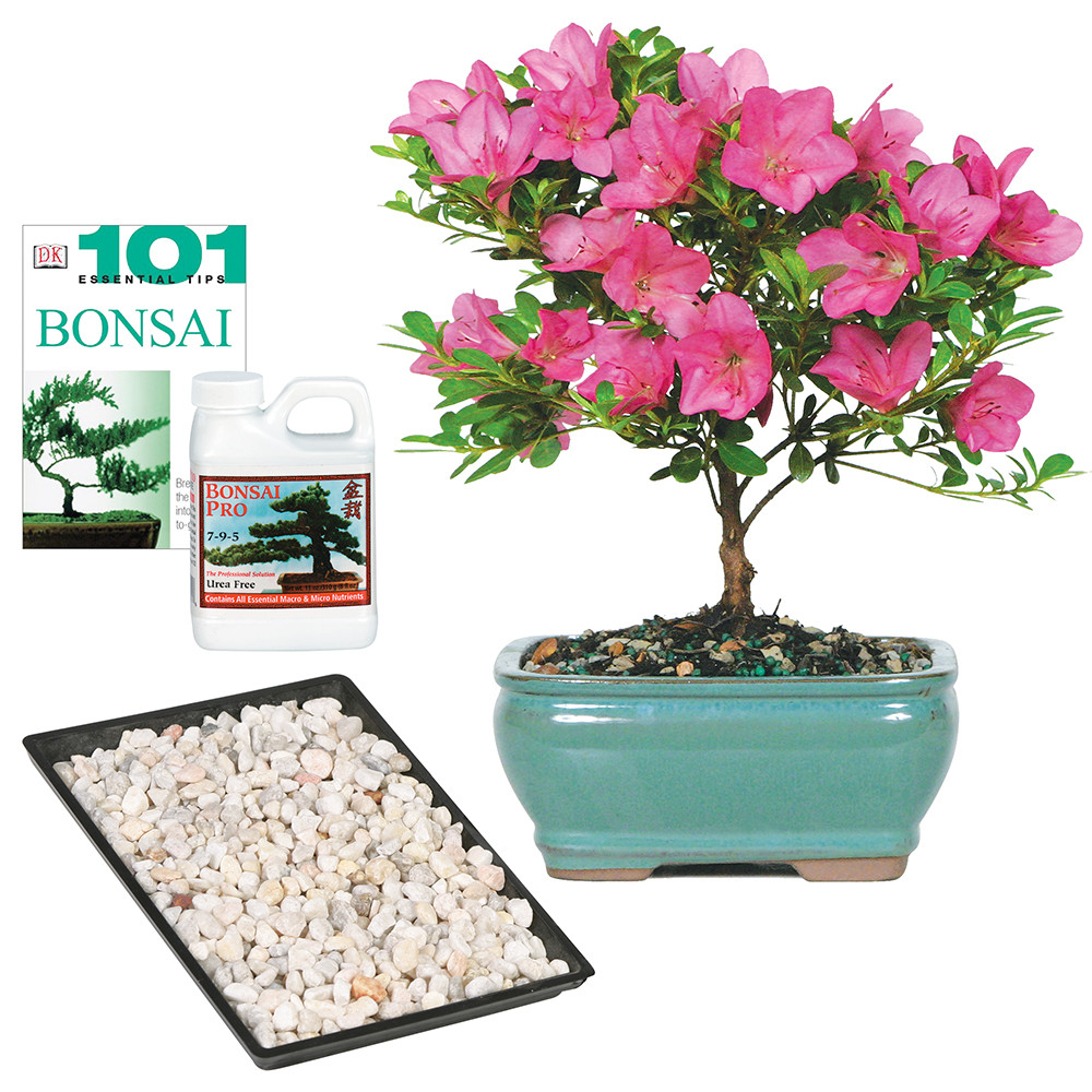 Satsuki Azalea (Rhododendron Indicum) Outdoor Bonsai. - Brussel's